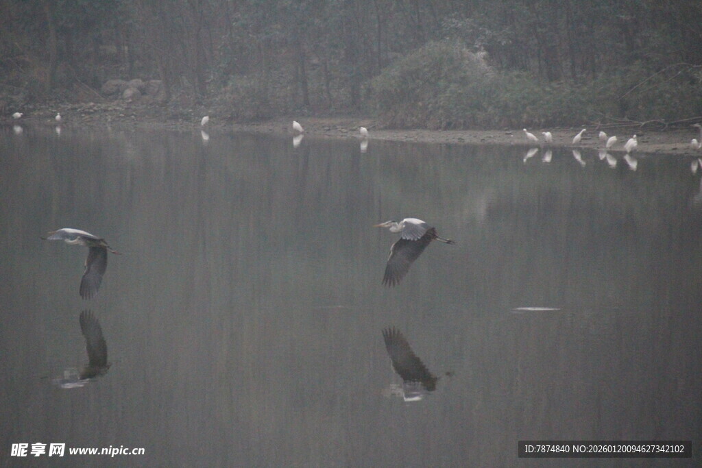 飞鸟掠过平静湖面