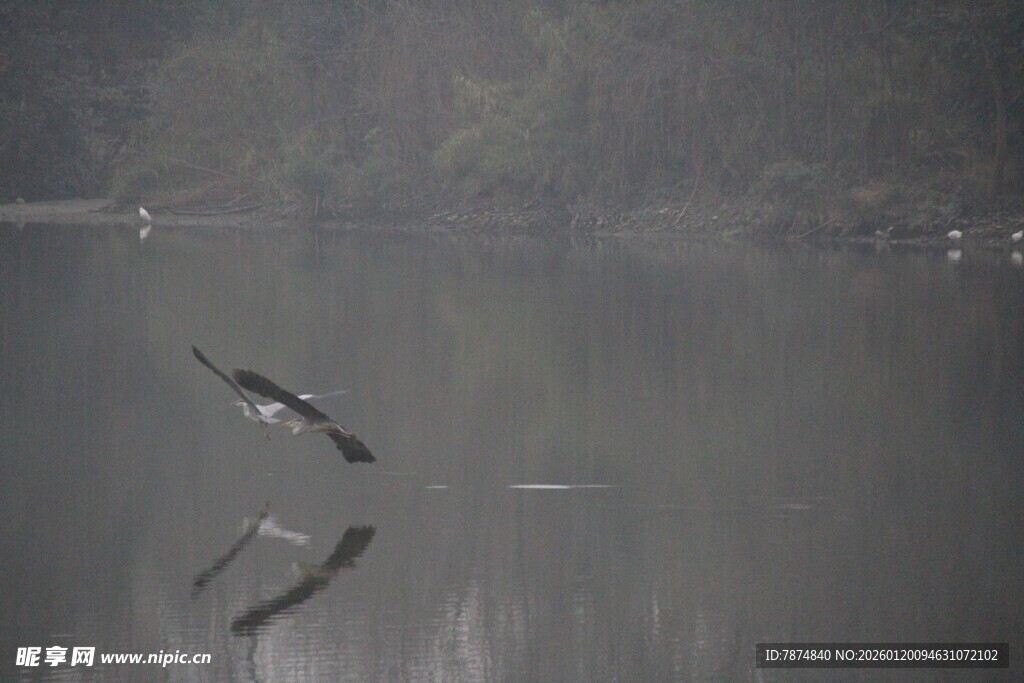 湖面飞鸟倒影静谧景象