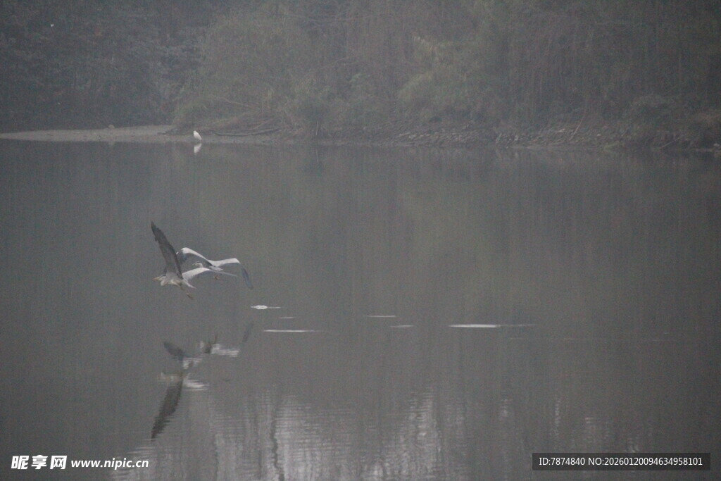 水面上飞翔的几只鸟儿