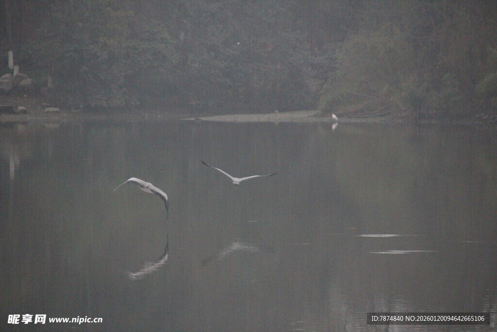 湖面飞鸟倒影静谧景象