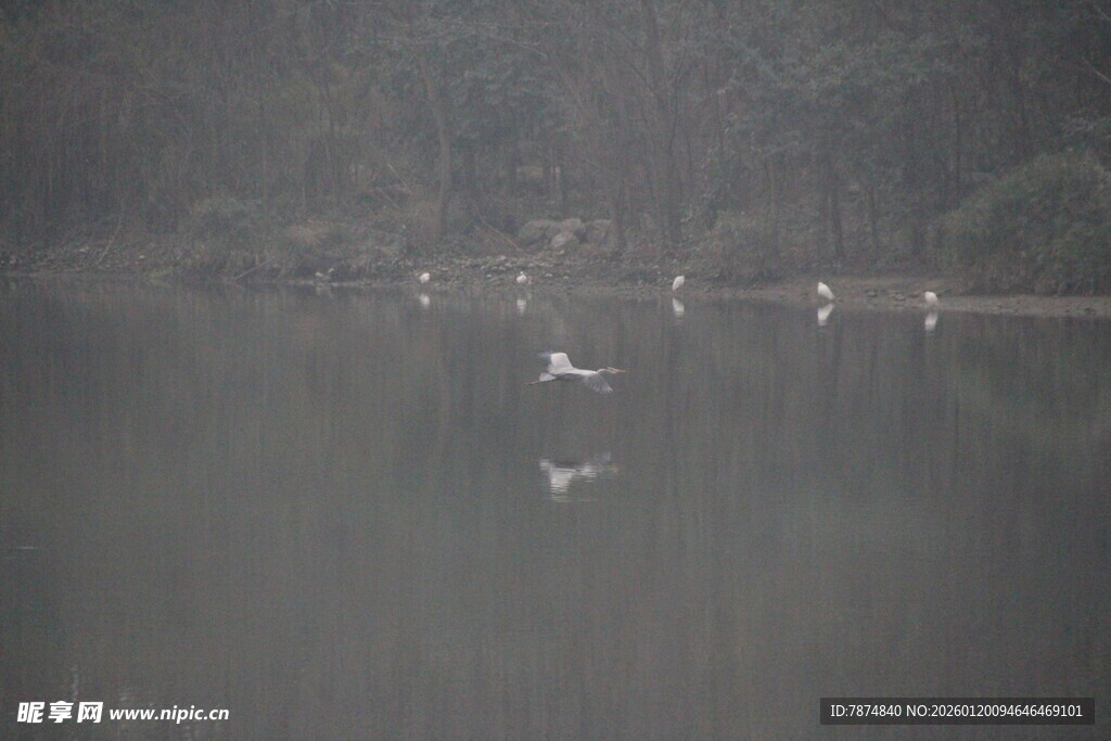 湖面上的飞鸟与倒影
