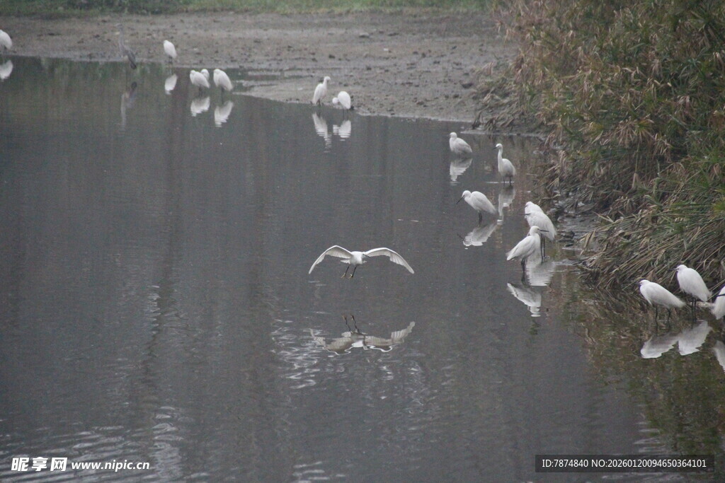 湖畔飞鸟嬉戏图