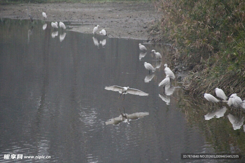 湖畔白鹭群栖于水边