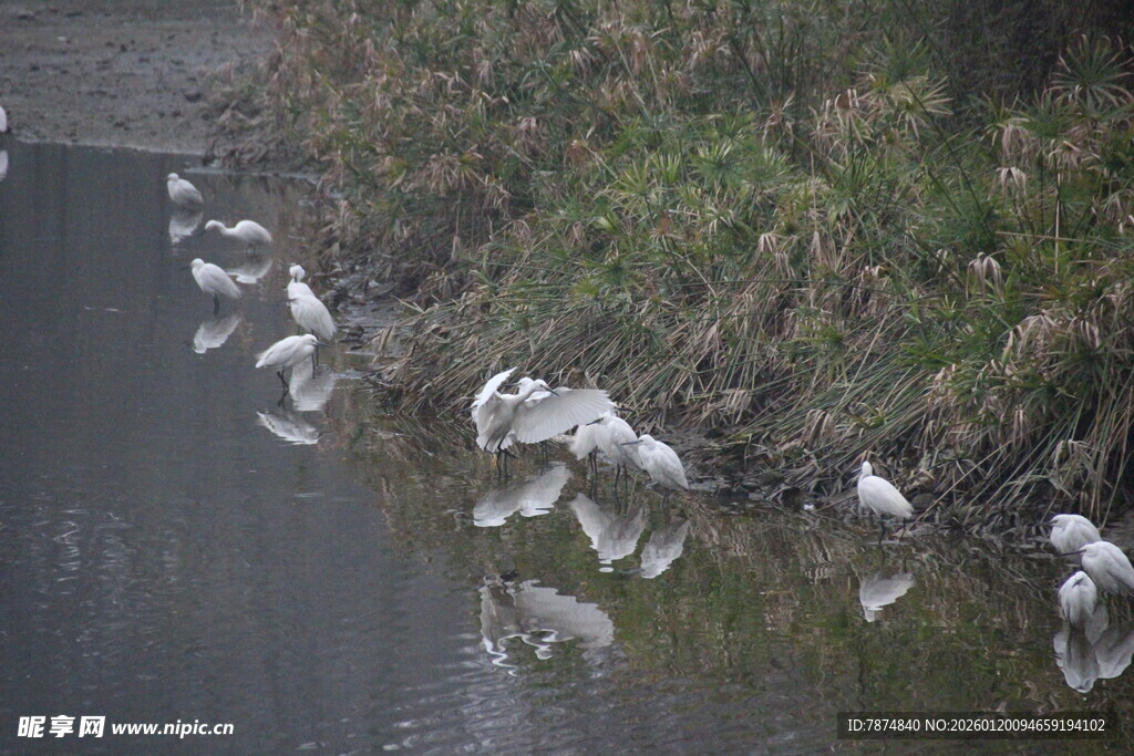 河边白鹭群聚栖息景象