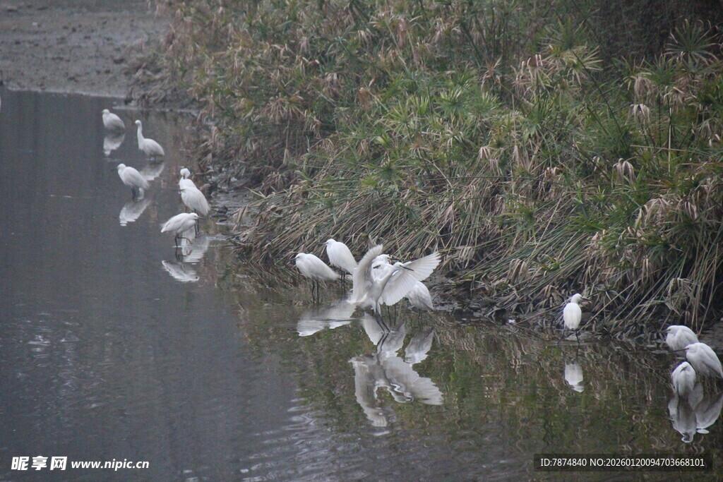 河畔群鸟戏水图