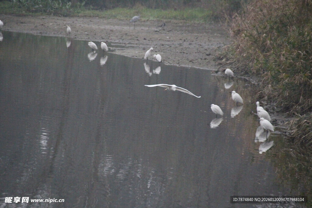 群鸟飞翔于平静水面之上