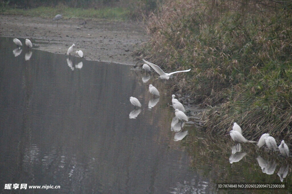 墙边群鸟飞舞景象