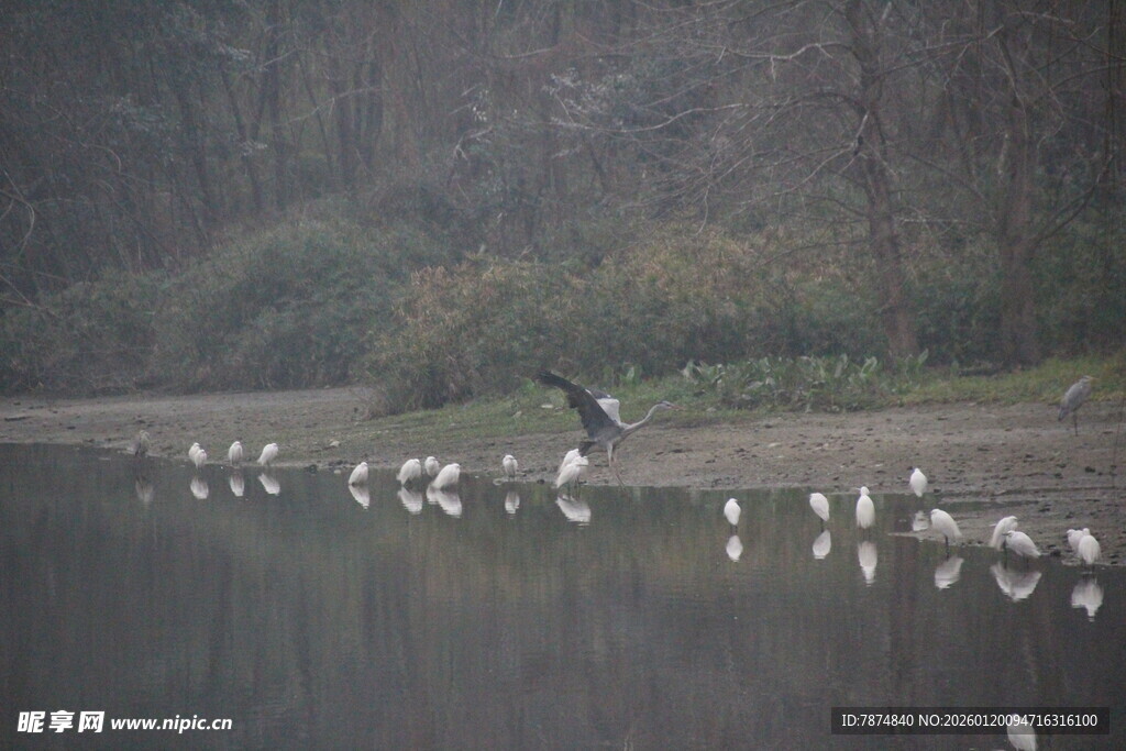 湖畔群鸟栖息的宁静画面