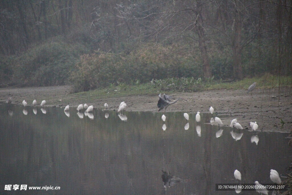 湖畔群鸟栖息的静谧画面