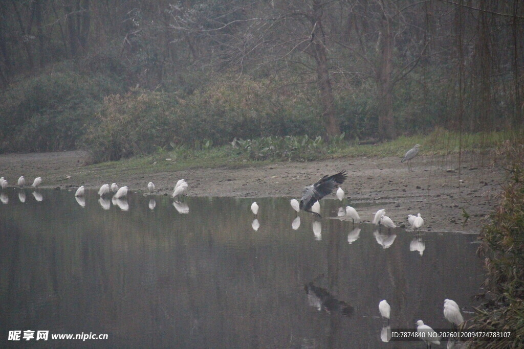 湖畔白鹭群栖美丽景象