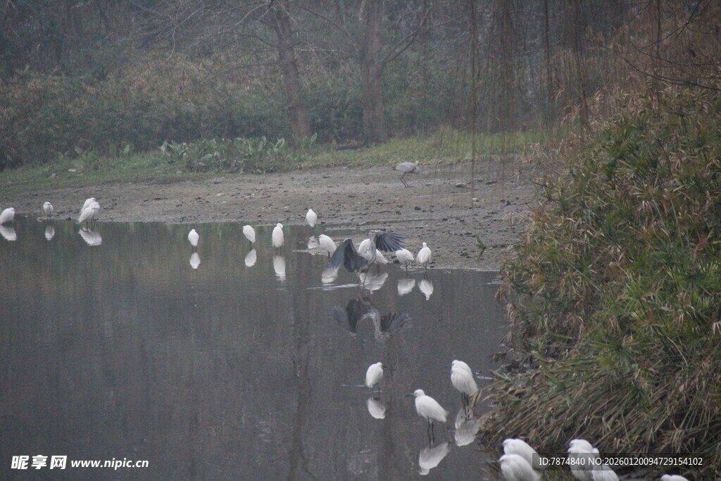 湖畔群鸟栖息的静谧画面