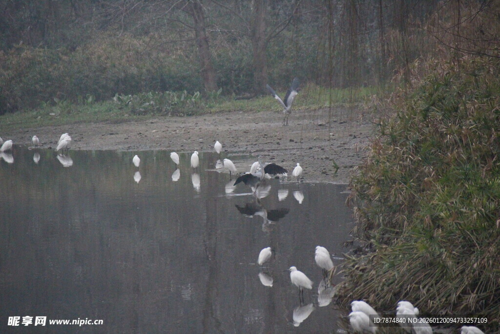 湖畔白鹭群栖的静谧景象