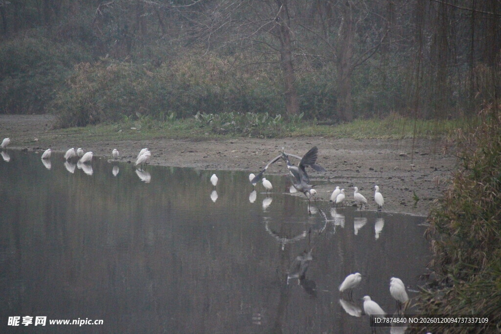 湖畔群鸟栖息美景