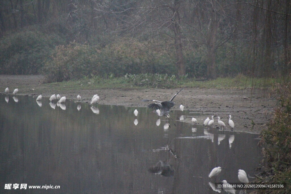 湖畔群鸟栖息的静谧画面