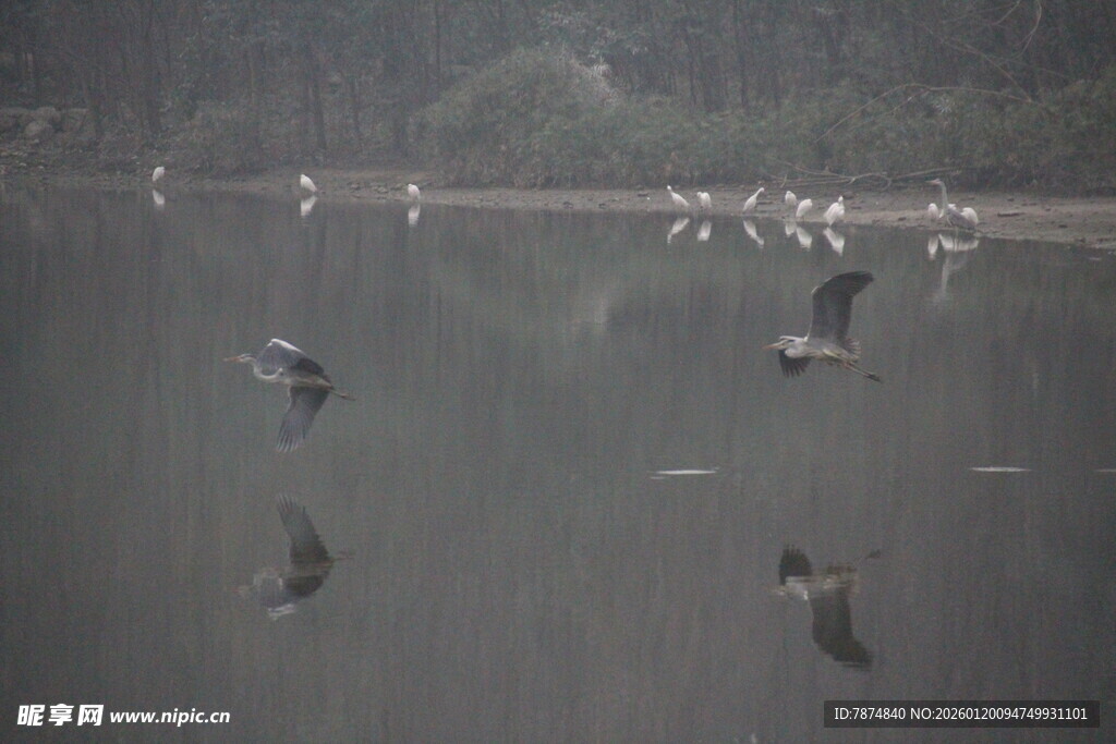水面飞鸟群 灵动自然景