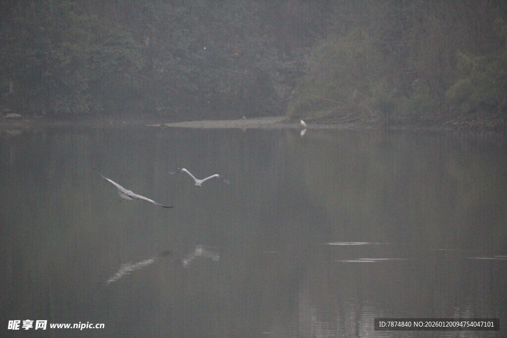 湖面上飞翔的白色鸟儿