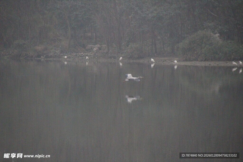 水面白鹭群飞景象