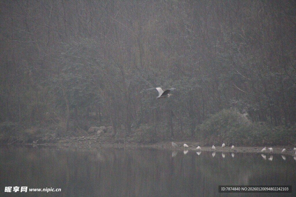 雾中飞鸟与水面栖息群鸟