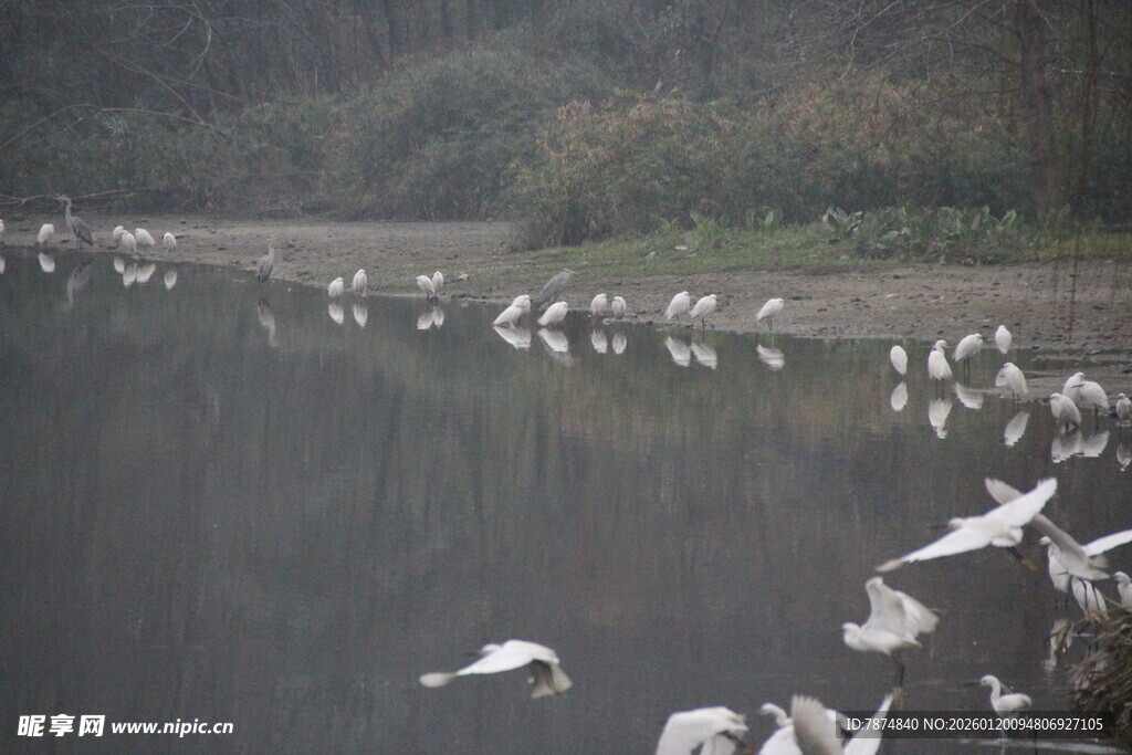 湖畔群鸟栖息的自然景象