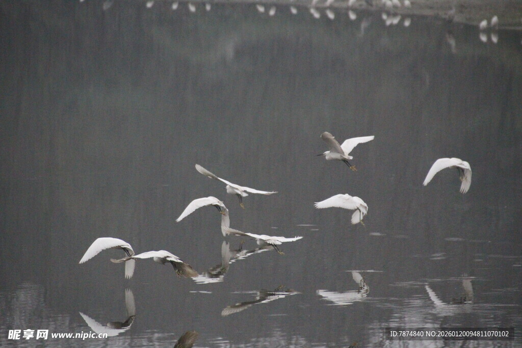 群鸟湖面上空展翅飞翔