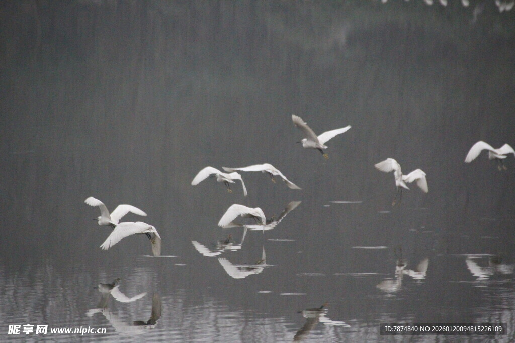 群鸟飞舞于湿地间