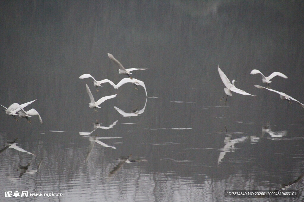 群鸟湖面飞翔水墨画景
