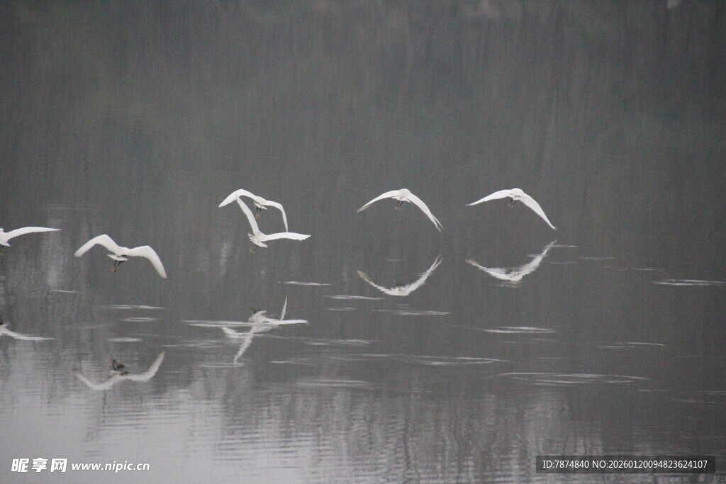 天鹅在湖面优雅飞翔