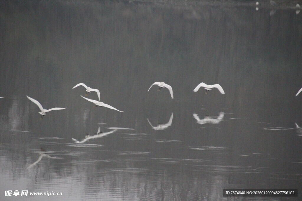 天鹅于水面优雅飞翔