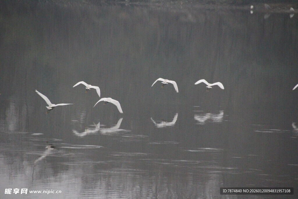 湖面上飞翔的白色鸟儿