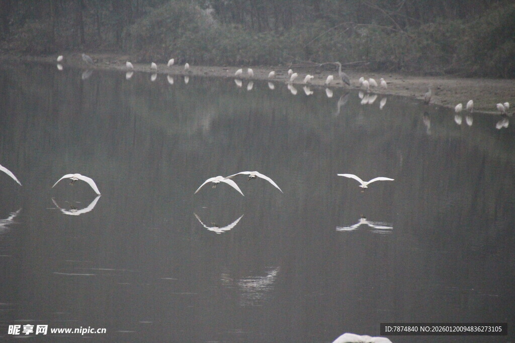水面上的飞鸟与倒影