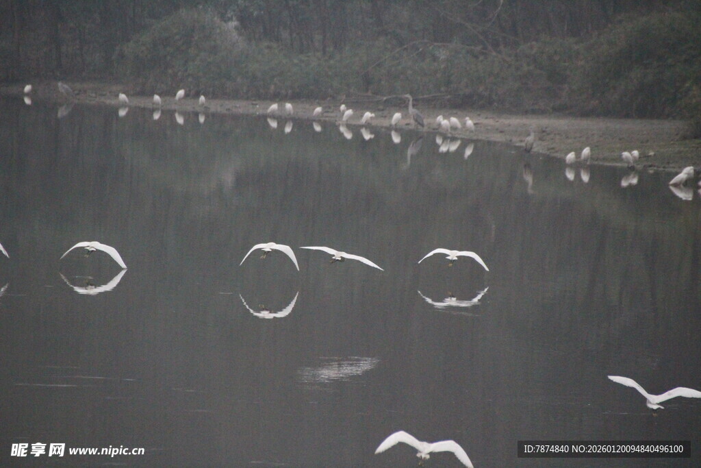 湖面上飞翔的白色鸟儿