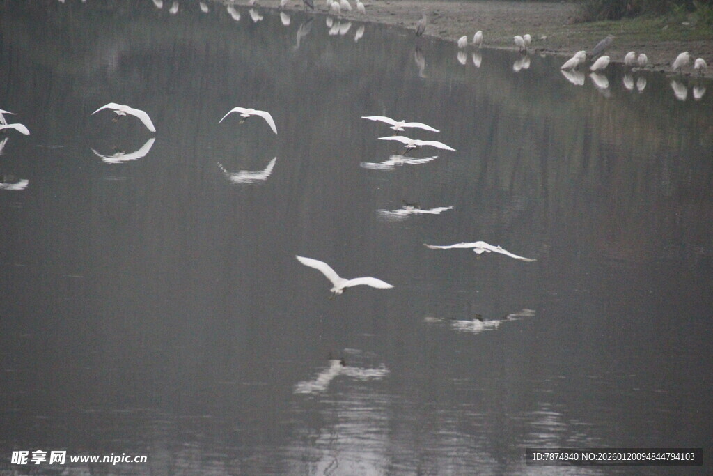 群鸟于水面上空飞翔
