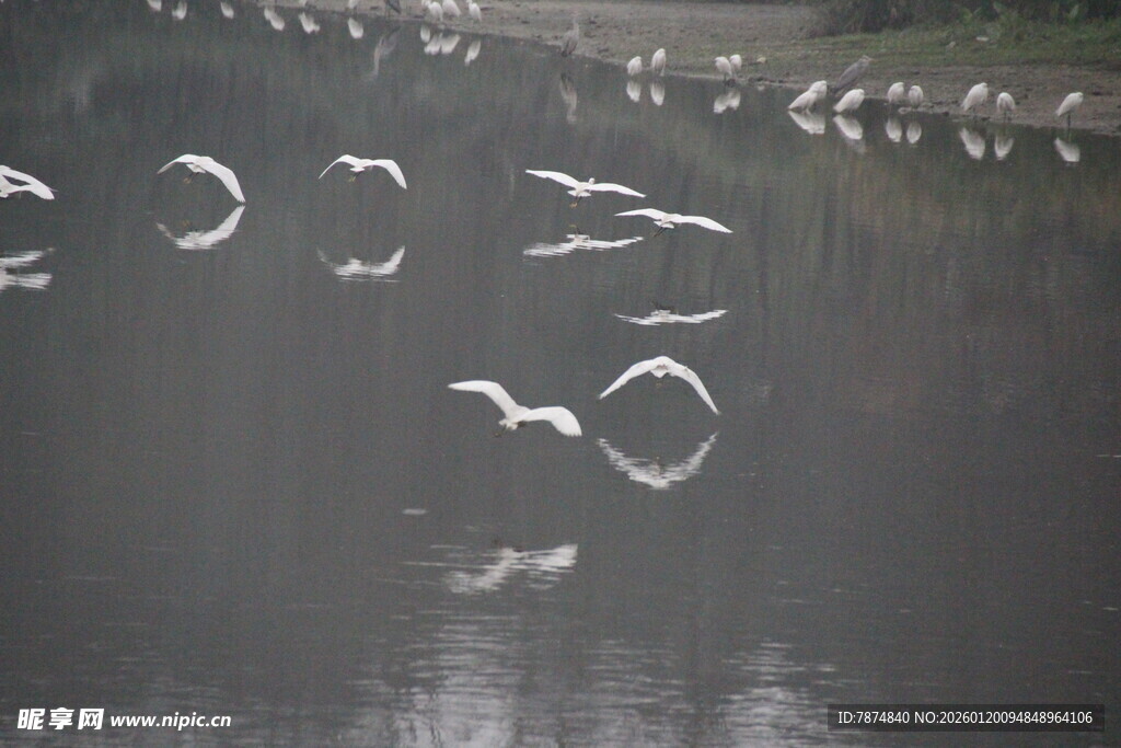 群鸟于湖面之上翩翩飞舞