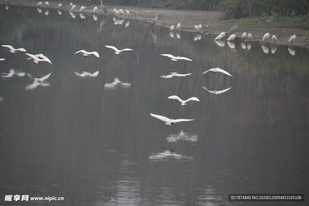群鸟于水面上空飞翔