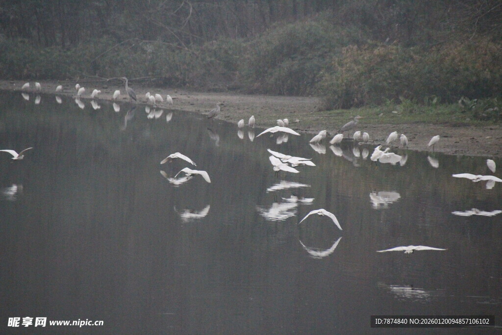 群鸟翔集于水面