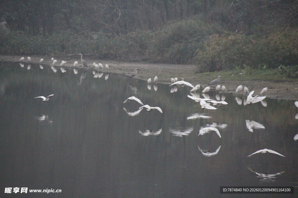 群鸟翔于水面的自然美景