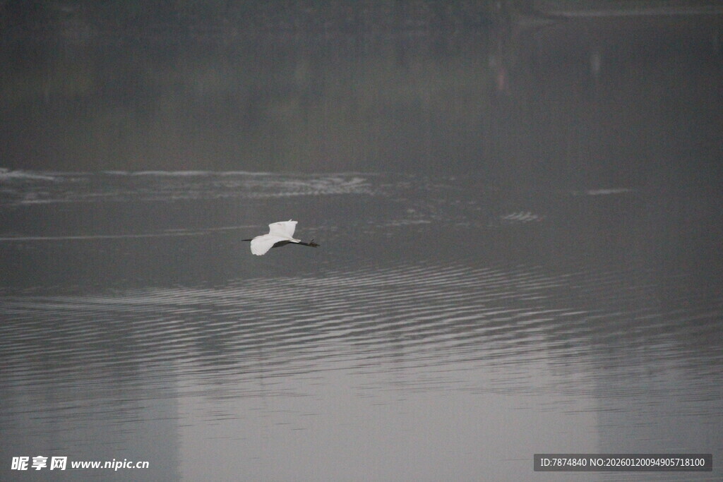 湖面上飞翔的白色鸟儿