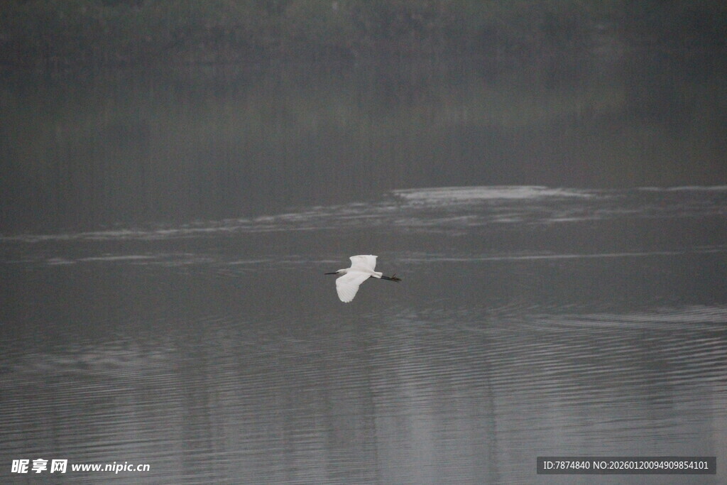 水面上飞翔的白色鸟儿