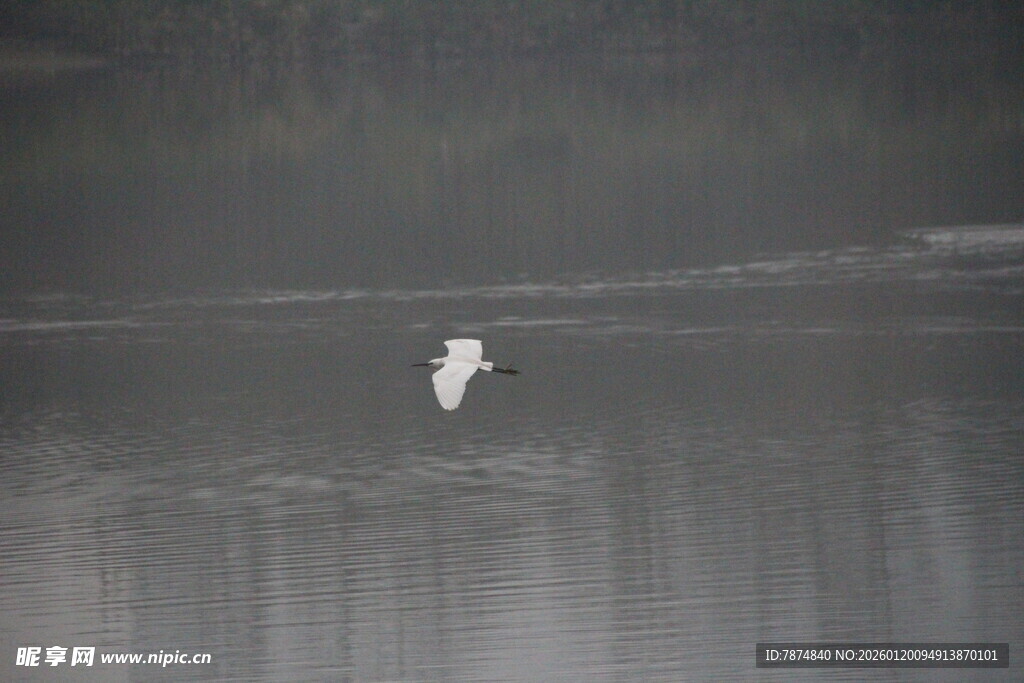 白鹭于水边优雅伫立