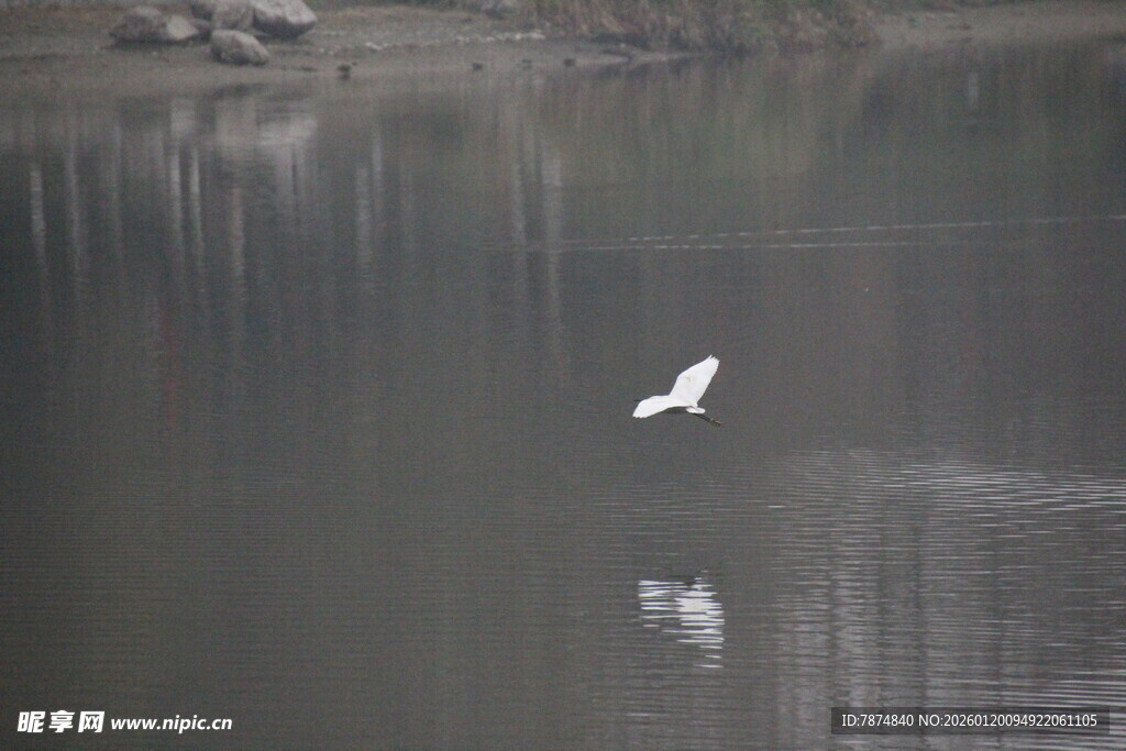 白鹭于水边优雅飞翔