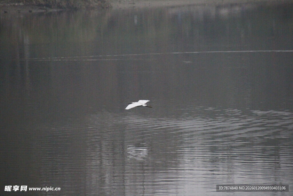 白鹭立于平静水面