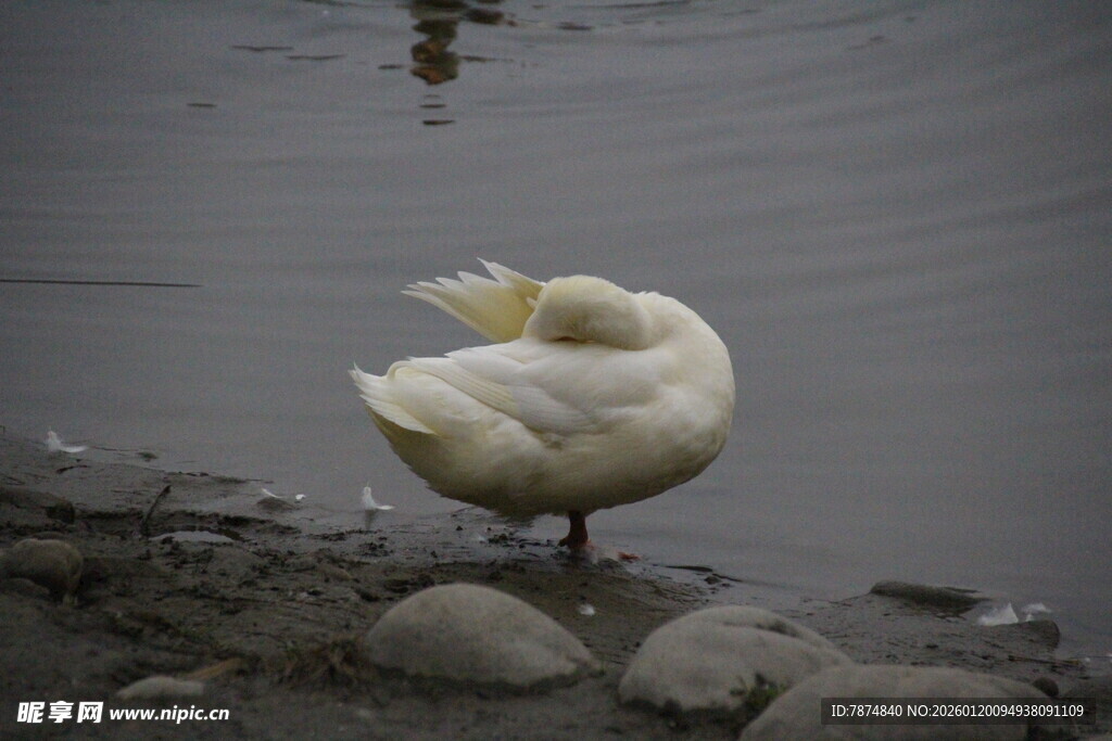 岸边单脚站立的白鹅