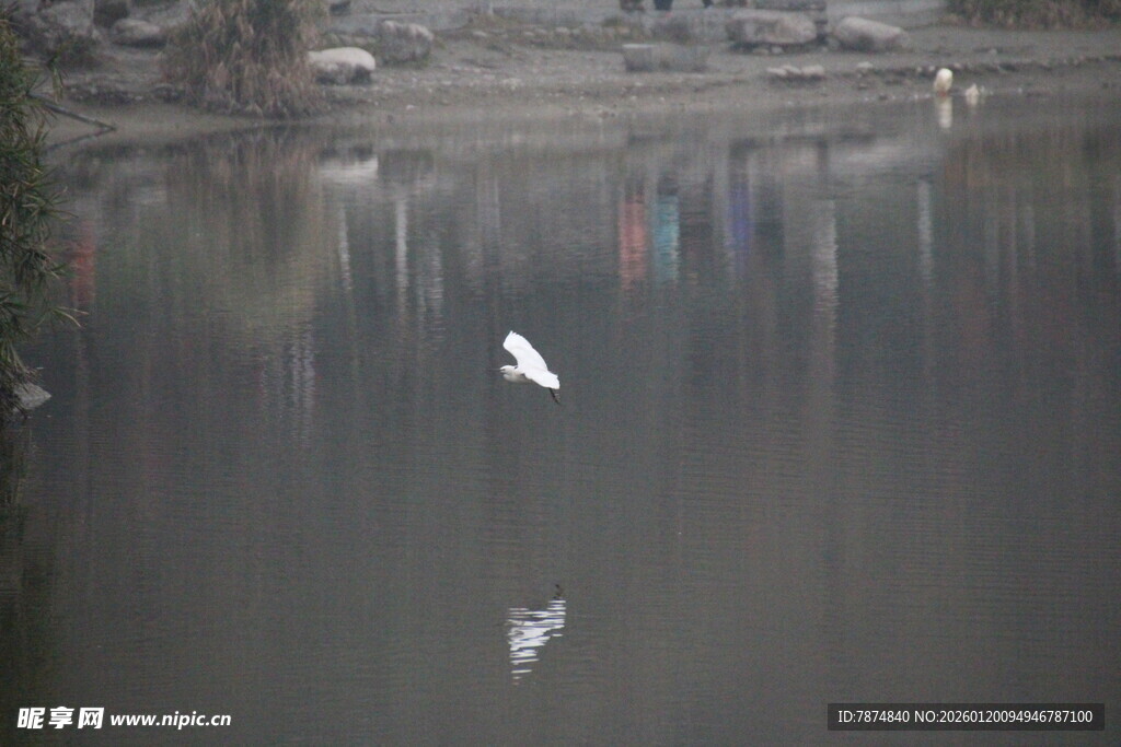 湖畔飞鸟 静谧自然景致