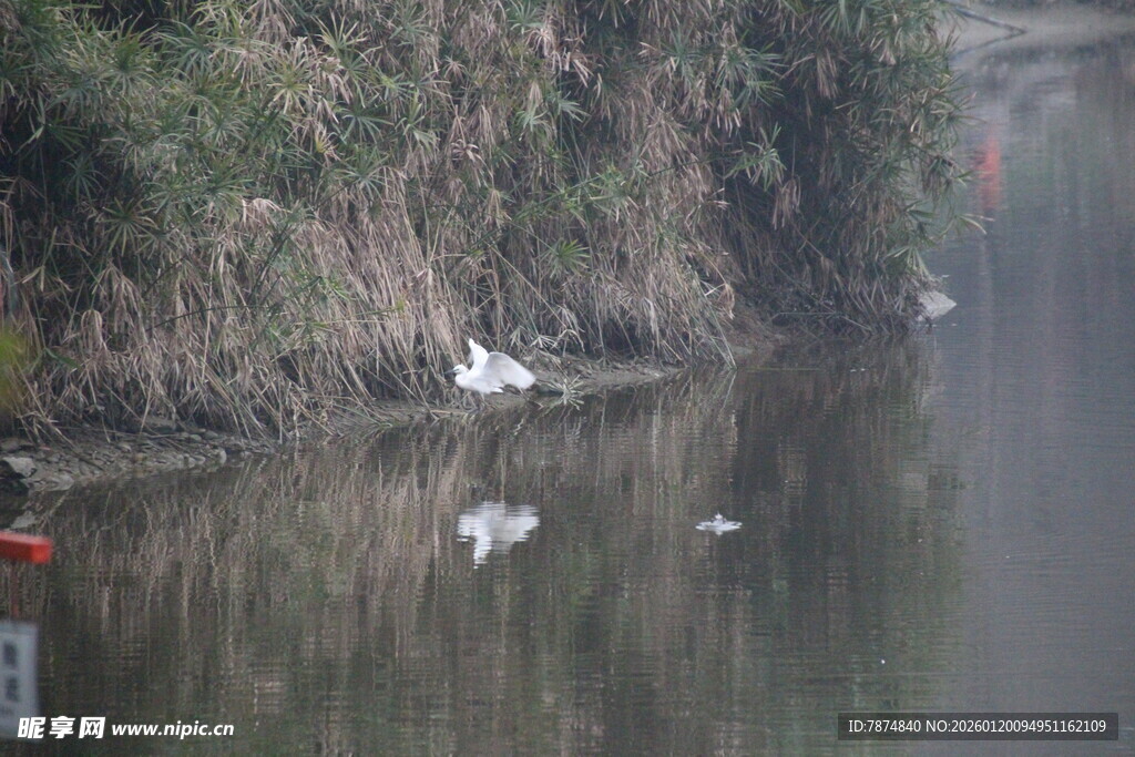 河畔白鹭栖息于宁静水面