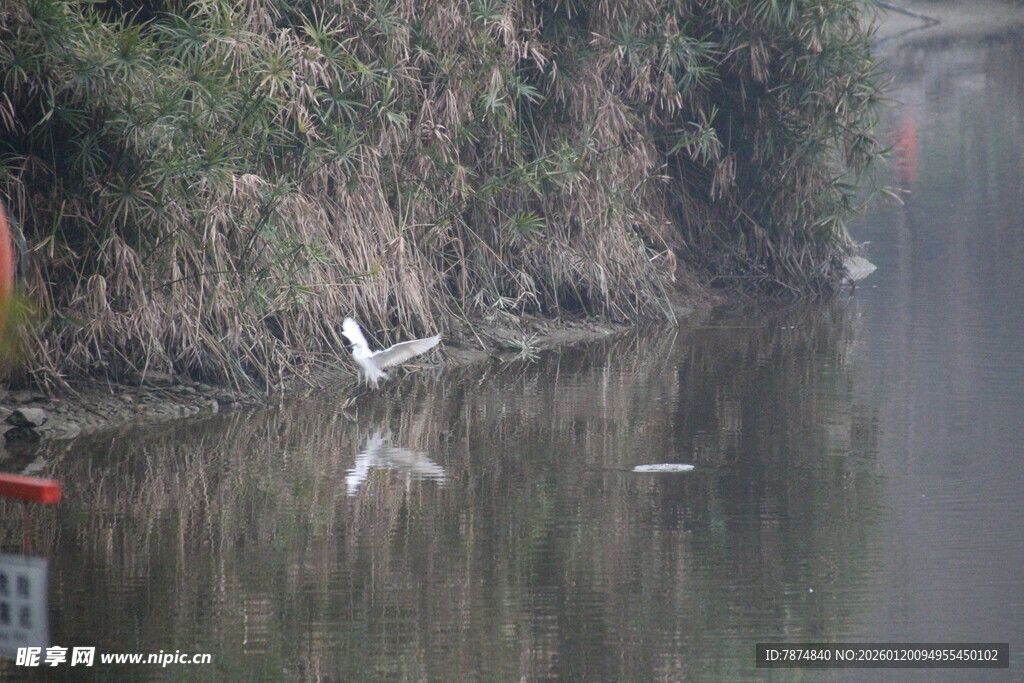 河畔白鹭静立水中倒影