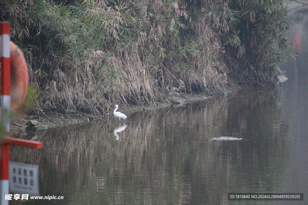 河畔白鹭静立水中倒影