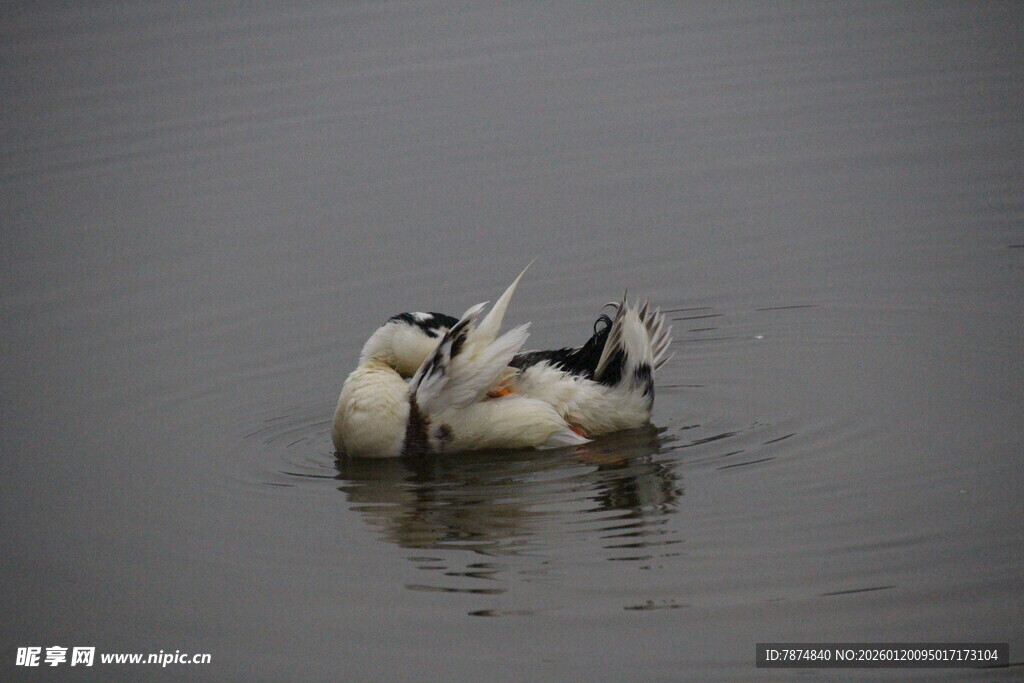 水中休憩的几只鸟儿