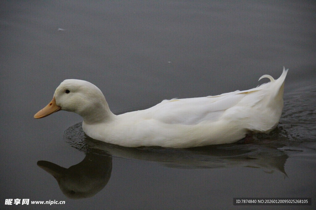白鸭水中游