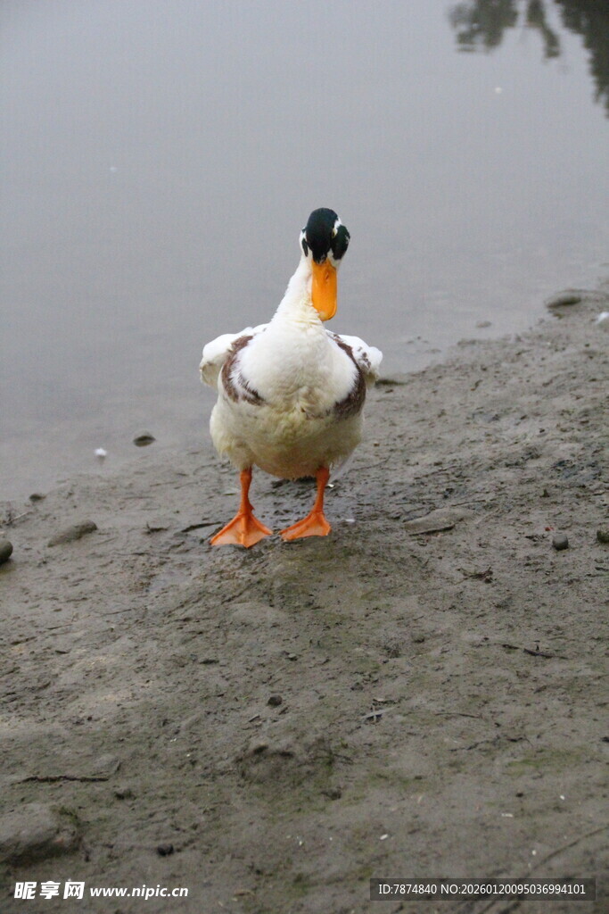 岸边单只鸭子的生动瞬间