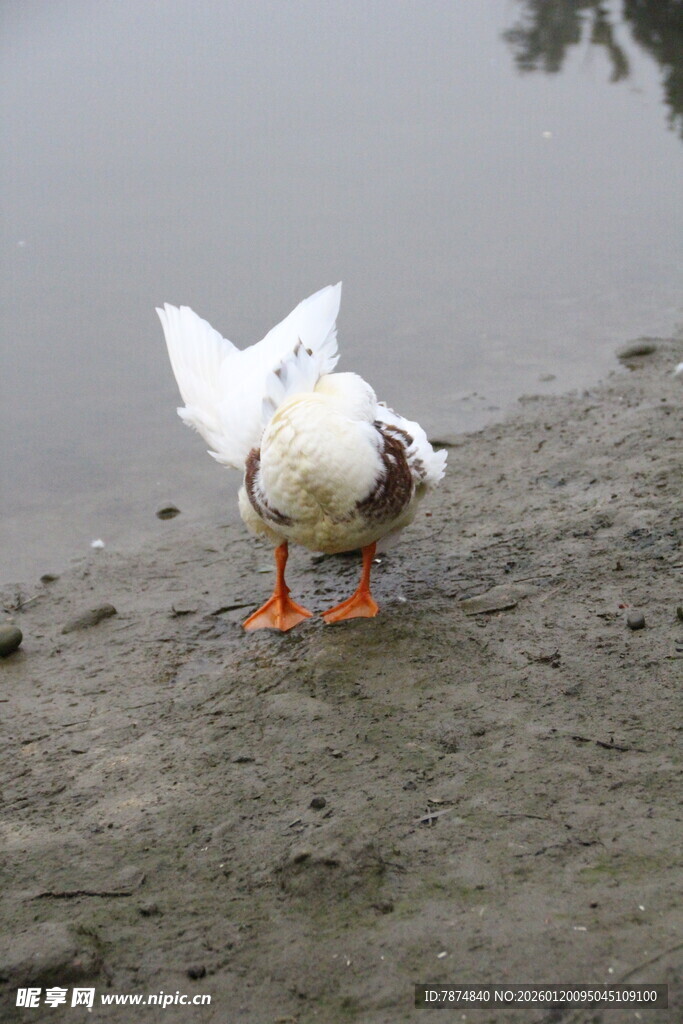 岸边白鸭